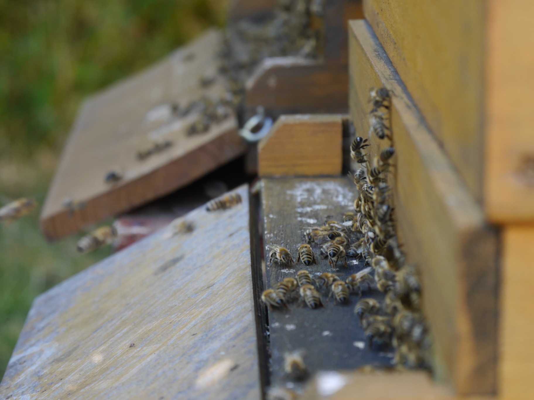 Bienen am Flugloch des Bienenstocks