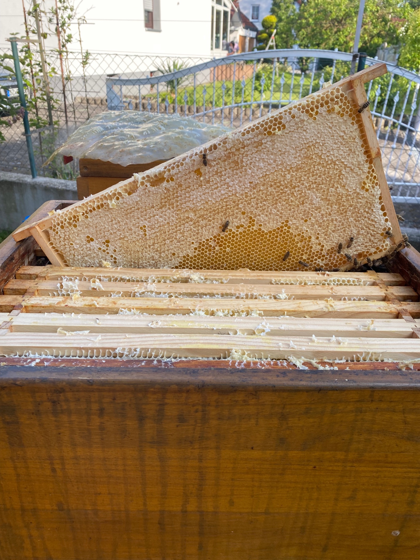 Bienenstöcke auf der Blumenwiese in Leipheim